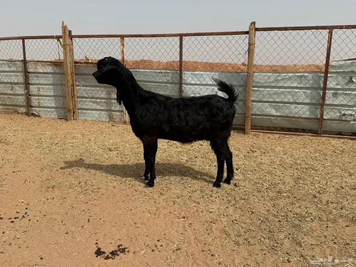 البيع عنز شامية خصم في الخرج 3
