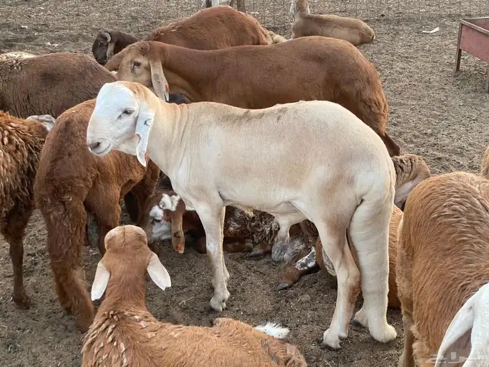 طليان سواكني حمرية مرابي 5