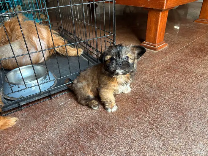 جرو شيتزو (Shih tzu) عمر 3 شهور 0