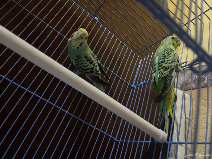 ببغاء Budgerigar 0