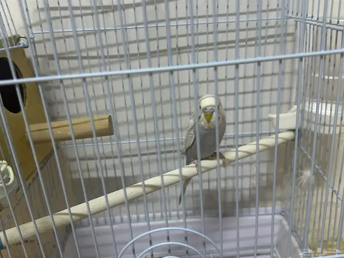 عصفور الباجي صغيره في العمر مع شمل الأغراض أليف 1