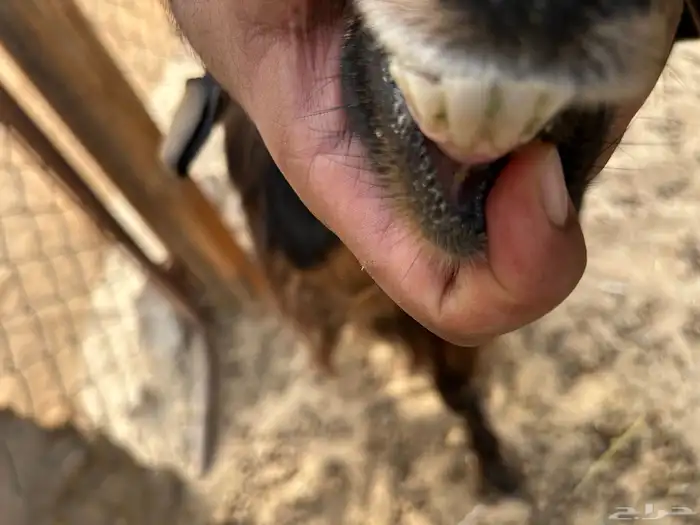 عنز والد معها تيس و2 تيوس لبنيه و3 معزا دفع 8