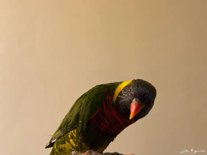 بغباء اللوري 0