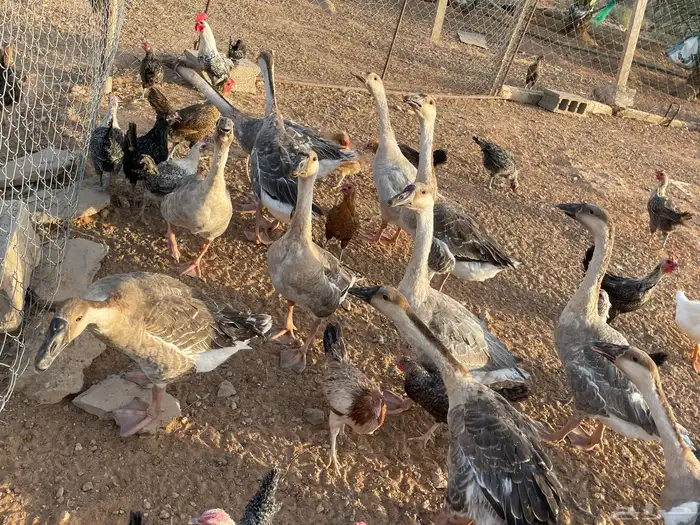 وز عراقي اصل العمر ست شهور 1