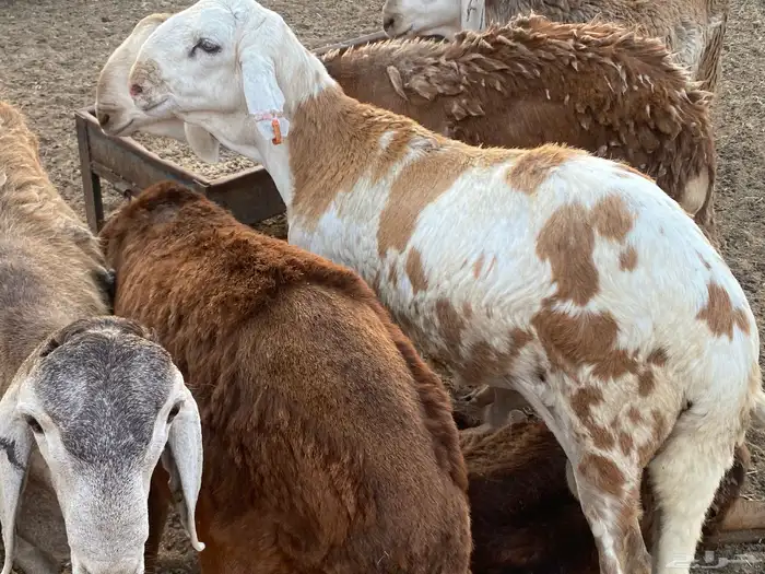 طليان سواكني حمرية مرابي 4