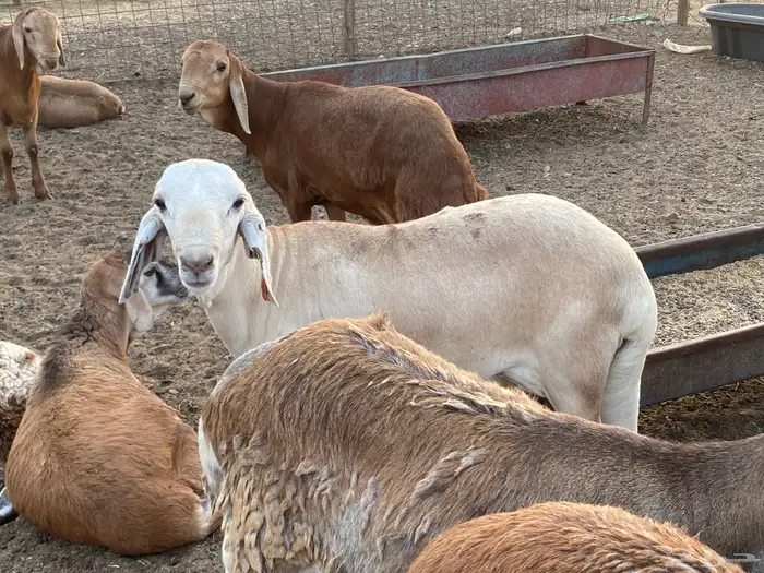 طليان سواكني حمرية مرابي 3