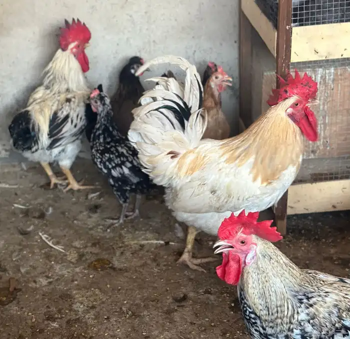 بط ودجاج وديوك 1