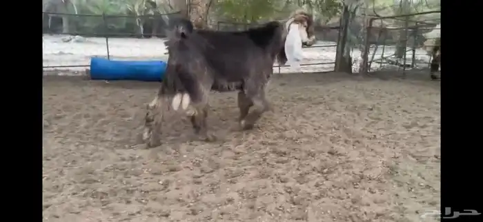 للبيع تيس اصفر جذع 1
