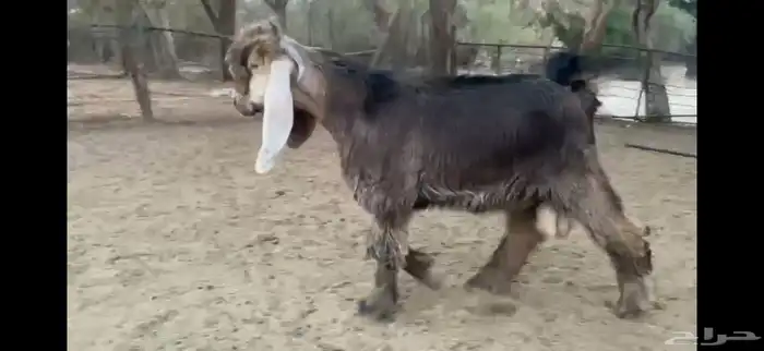 للبيع تيس اصفر جذع 6