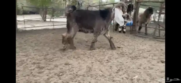 للبيع تيس اصفر جذع 11