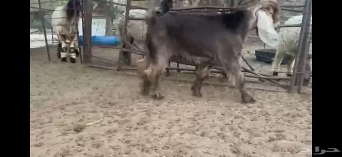 للبيع تيس اصفر جذع 10