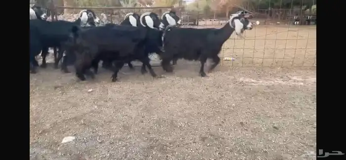 للبيع 7 معزا عوارض طيبه 7