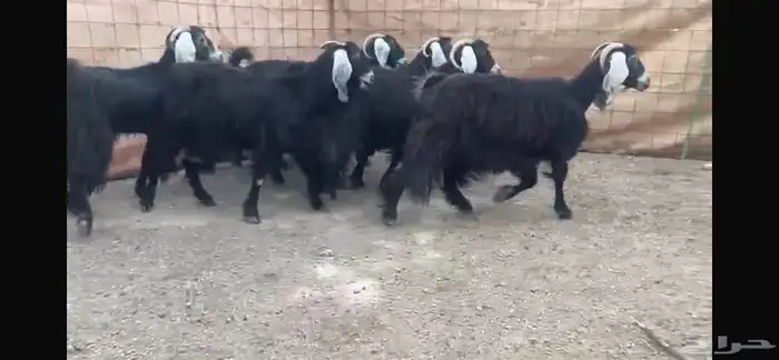 للبيع 7 معزا عوارض طيبه 1