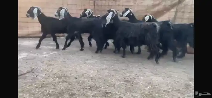 للبيع 7 معزا عوارض طيبه 3