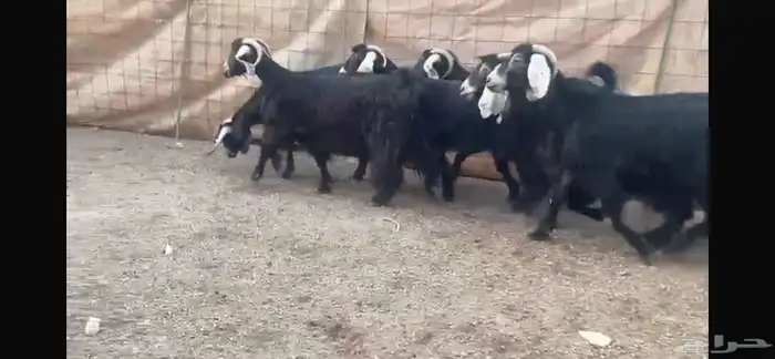 للبيع 7 معزا عوارض طيبه 4