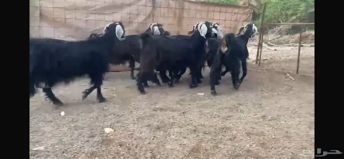 للبيع 7 معزا عوارض طيبه 10