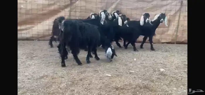للبيع 7 معزا عوارض طيبه 12