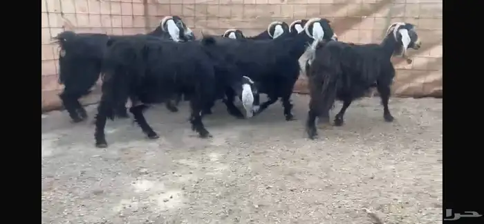 للبيع 7 معزا عوارض طيبه 0