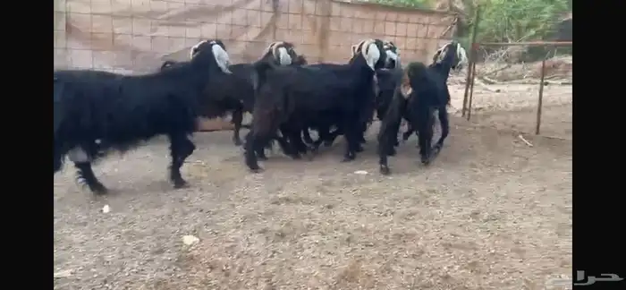 للبيع 7 معزا عوارض طيبه 5