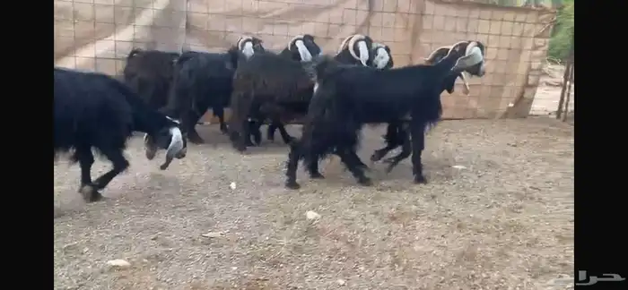 للبيع 7 معزا عوارض طيبه 6