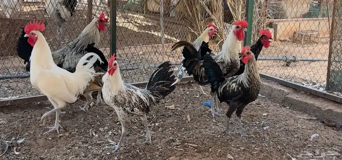 ديوك بلدي 1