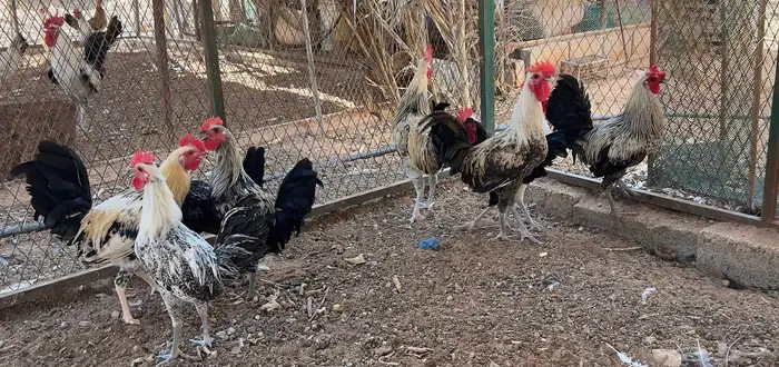 ديوك بلدي 2