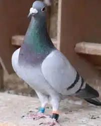 مطلوب مطلوب حمام زاجل 0