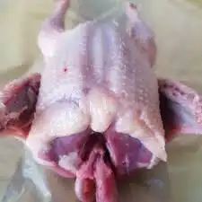 فراخة حمام زاجل 0