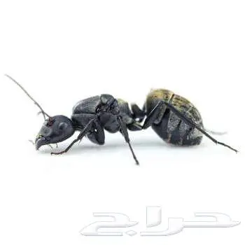 ملكة نمل(ناسج الخيط الذهبي) 0