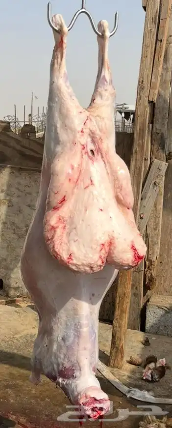 ذبايح 3