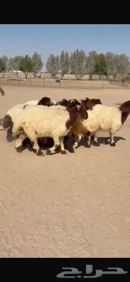بهم نعيم ذبايح فاخره 11
