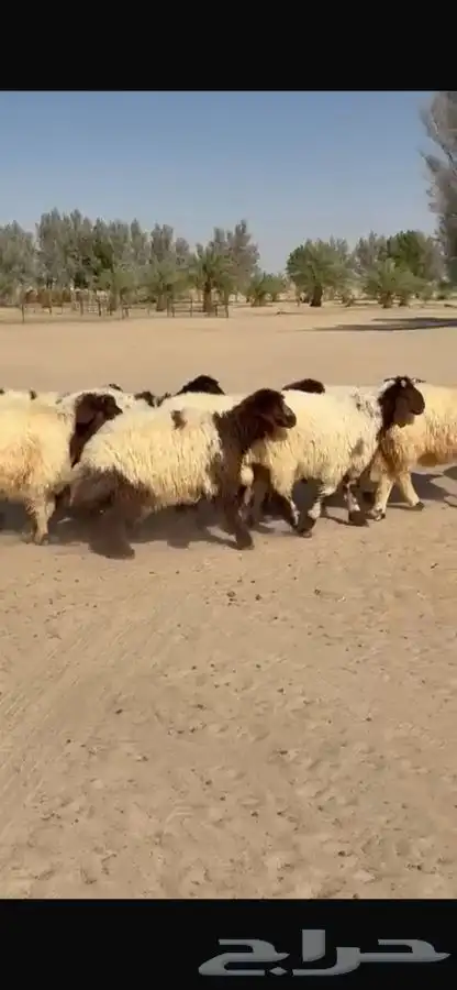 بهم نعيم ذبايح فاخره 4