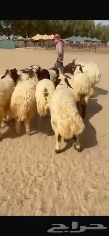 بهم نعيم ذبايح فاخره 13