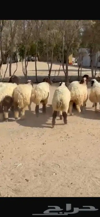بهم نعيم ذبايح فاخره 14
