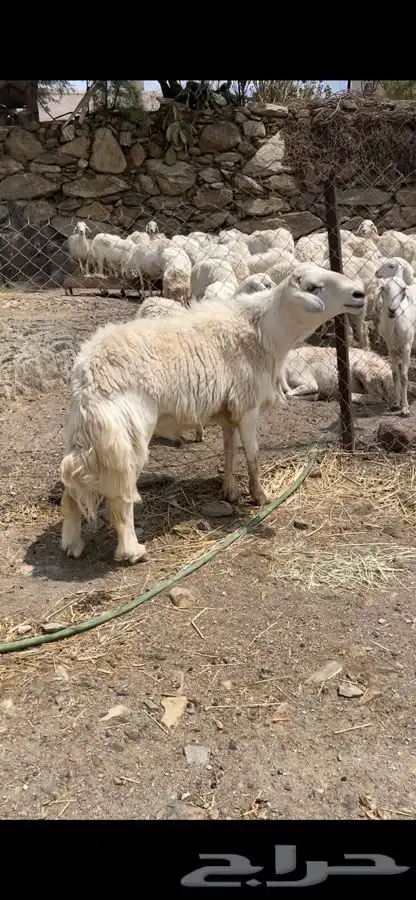 خروف فحل صنف 3