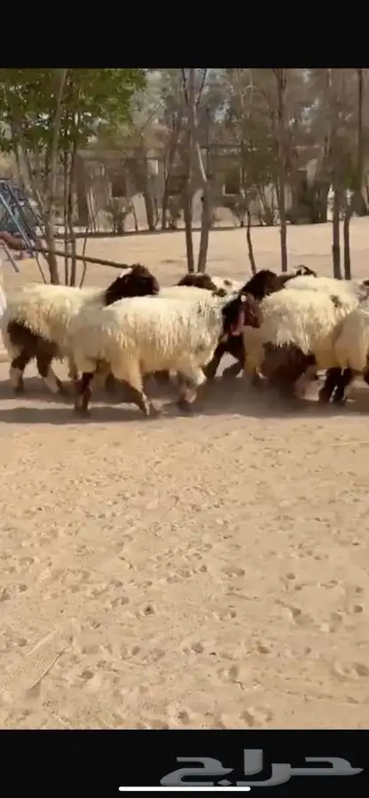 بهم نعيم ذبايح فاخره 2