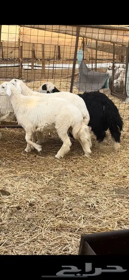 ذبايح للبيع 5