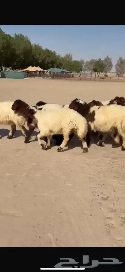 بهم نعيم ذبايح فاخره 5