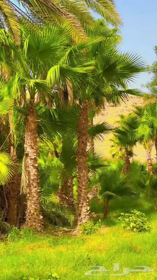 تركيب شبك وزراعه نخيل نخل زراعه شبوك مزارع 0