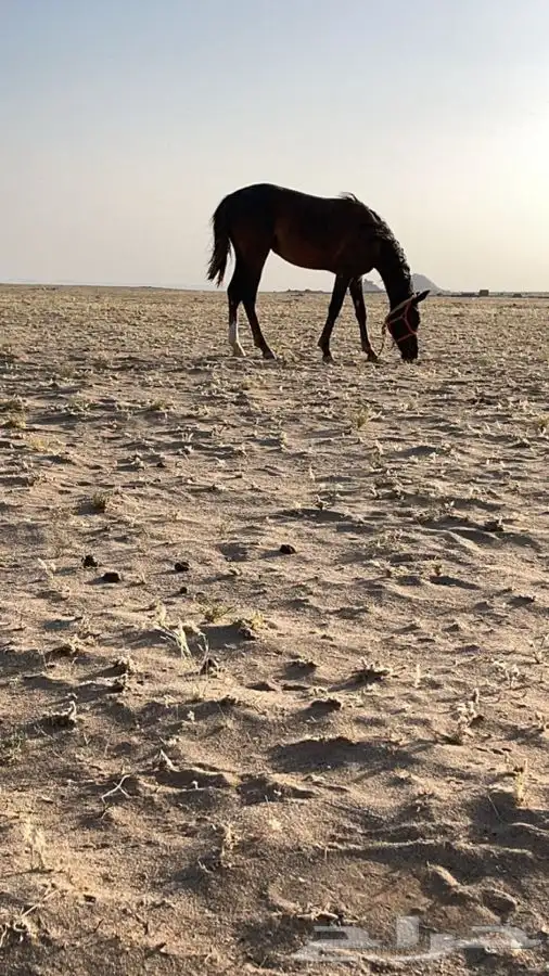 ابي اسطبل يدرب ركوب خيل بسعر مناسب 0