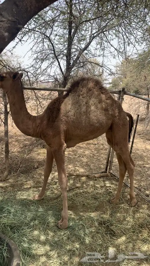 بكره للبيع 1