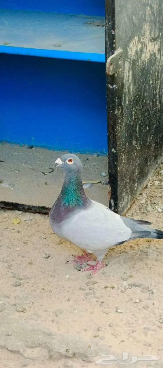 Al hasa al uyoun sanniya 0