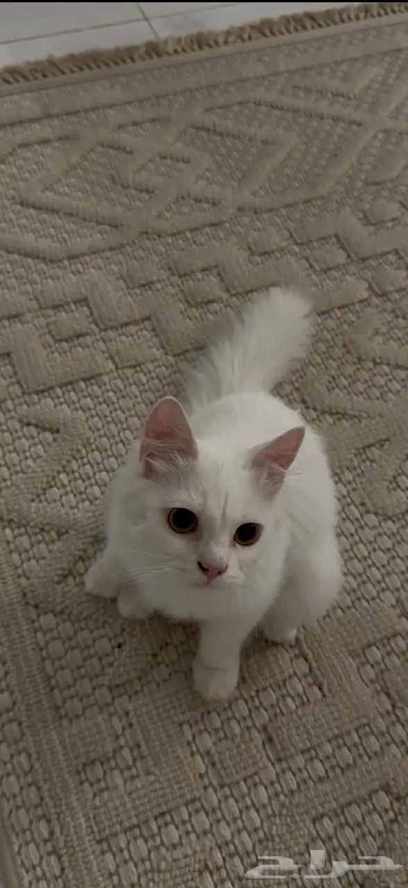 بسه نظيفه للبيع 3