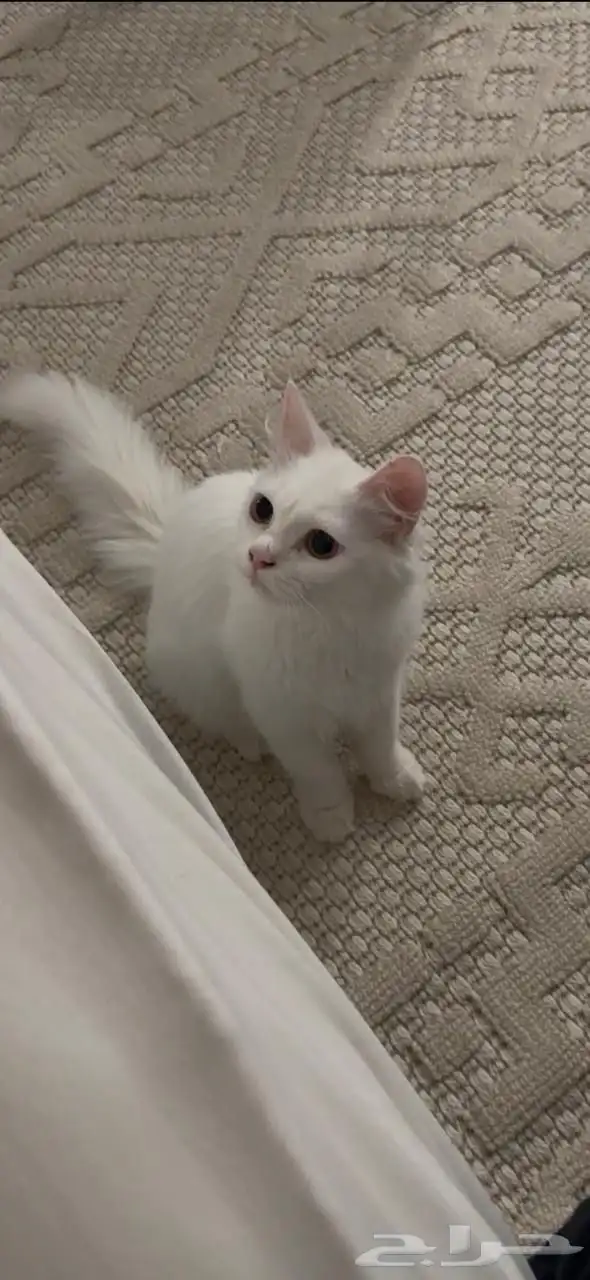 بسه نظيفه للبيع 2