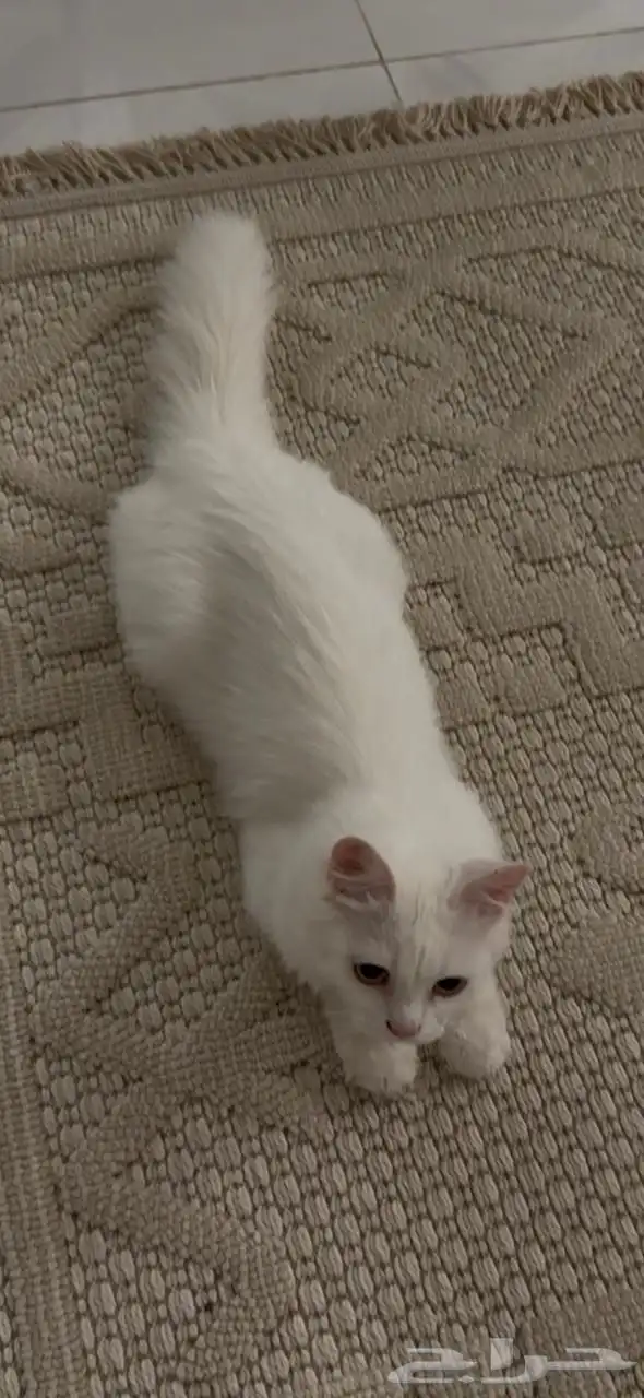 بسه نظيفه للبيع 0