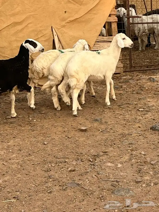 ذبايح للبيع 7