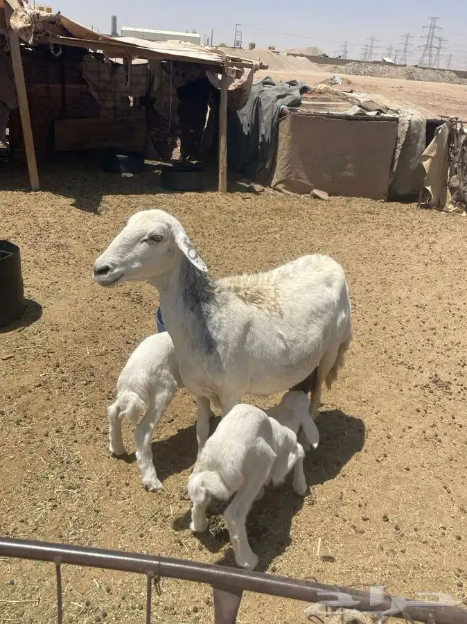 حرية متوم 0