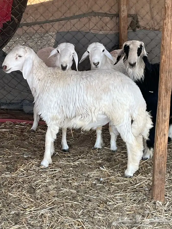 ذبايح للبيع 20