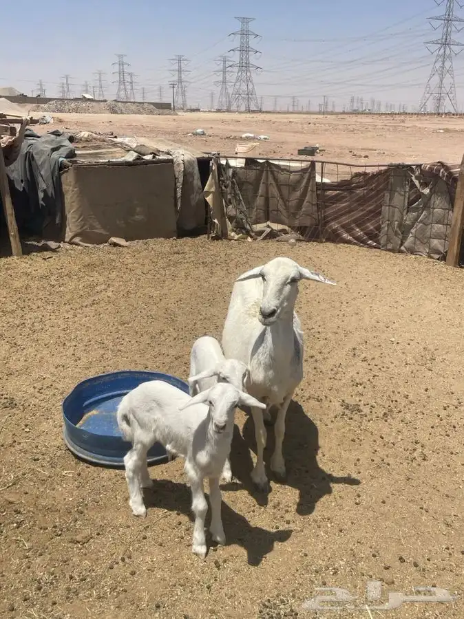 حرية متوم 2