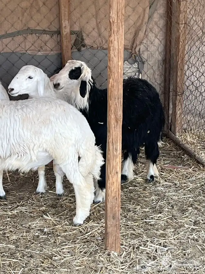 ذبايح للبيع 19